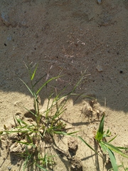 Eragrostis amurensis