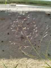 Eragrostis amurensis