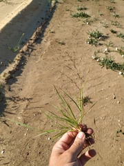 Eragrostis amurensis