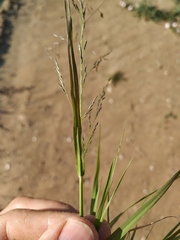 Eragrostis amurensis