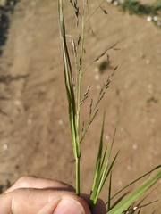 Eragrostis amurensis
