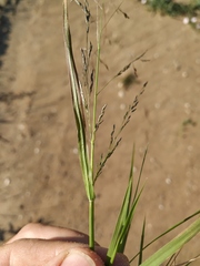 Eragrostis amurensis