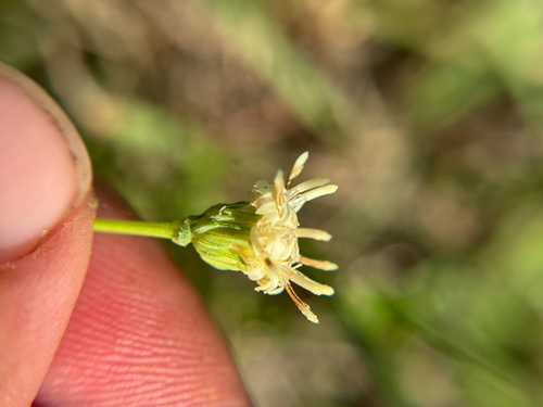 Prairie Falsewillow (Baccharis texana)