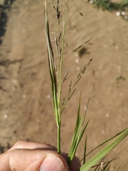 Eragrostis amurensis
