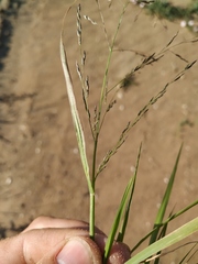 Eragrostis amurensis