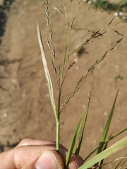 Eragrostis amurensis