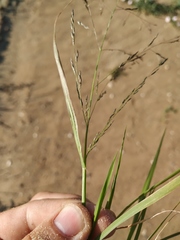 Eragrostis amurensis