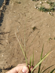 Eragrostis amurensis