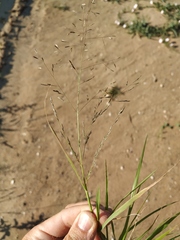 Eragrostis amurensis