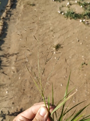 Eragrostis amurensis
