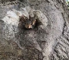 Sciurus carolinensis