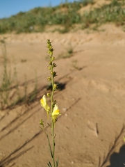 Linaria odora