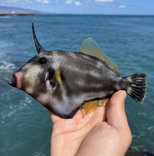 Photo of Sandwich Islands filefish (Cantherhines sandwichiensis)