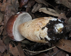 Boletus quercophilus