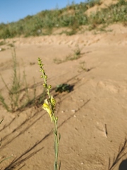 Linaria odora