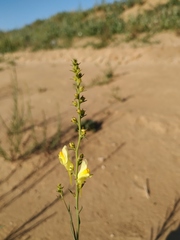 Linaria odora