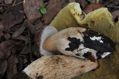 Boletus quercophilus