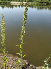 Chenopodium acerifolium