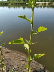 Chenopodium acerifolium