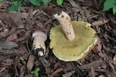 Boletus quercophilus