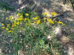 Jacobaea andrzejowskyi