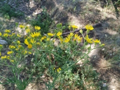 Jacobaea andrzejowskyi