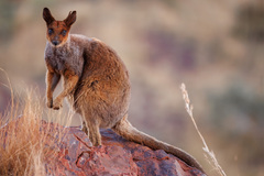 Rothschild's Rock-Wallaby photo 1