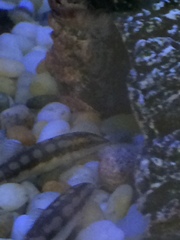 Ambastaia sidthimunki