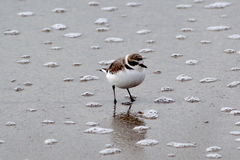 Charadrius nivosus