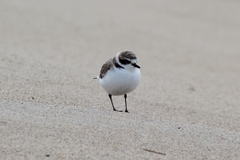Charadrius nivosus