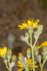 Pilosella cymosa