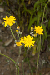 Pilosella cymosa