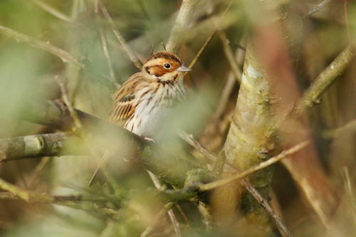 Escribano pigmeo (Emberiza pusilla)