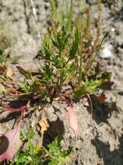 Rumex ucranicus