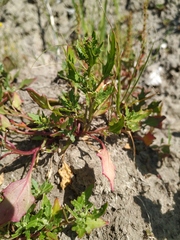 Rumex ucranicus