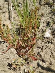 Rumex ucranicus