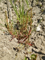 Rumex ucranicus