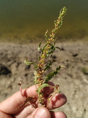 Rumex ucranicus