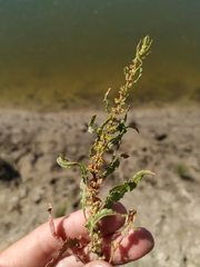 Rumex ucranicus
