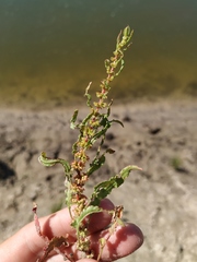 Rumex ucranicus