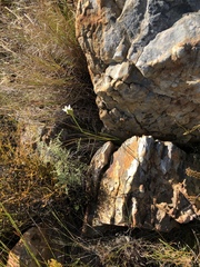 Thereianthus ixioides
