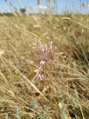 Allium praescissum