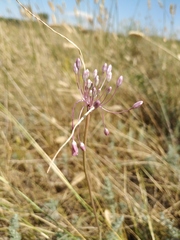 Allium praescissum