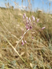 Allium praescissum