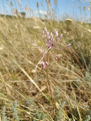 Allium praescissum