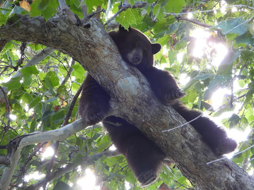 Pacific Black Bear photographed in Colorado