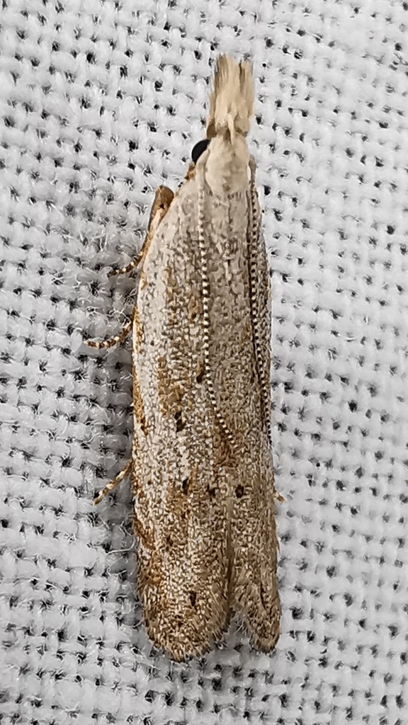 Anarsia bilbainella