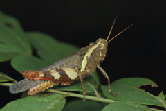 Xenocatantops humilis