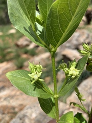 Vangueria venosa