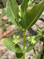Vangueria venosa